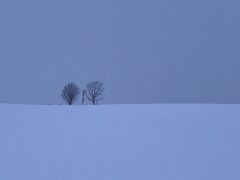 雪降る親子の木です。
ここは大型観光バスは来られません。