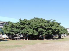 国頭小学校にある日本一のガジュマル（写真）は1898年に第1回目の卒業生によって植えられ、樹齢120年を超えています。平成天皇が与那国島から利尻島まで55島の離島訪問をされた際の５年前、沖永良部島にも初めて立ち寄られ、このガジュマルを見学、地元小学生と交流されました。