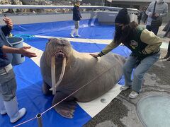 コツメカワウソやアシカのパフォーマンスも面白いですが、なんと言ってもセイウチの迫力がハンパないです！
体重は800キロ以上だそうで、
バケツの中の餌がみるみるうちに無くなっていきます…
餌代は一体どうなってるんだろうね～なんて
すぐお金のこと考えちゃぅ。笑

ショーの後は、セイウチさんとの触れ合いタイムがあります。
ゴワッとモチッとしてる感じ。
他の水族館ではできない体験なので、ぜひ。