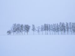 セブンスターの木の横にある白樺並木。
空も地面も一面白の世界です。

トリミングしてパノラマ風に仕上げました。