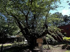 環境省が認めた日本一太いソメイヨシノの樹。
一番太いところで幹の周囲は５ｍ７３cmあるらしい。