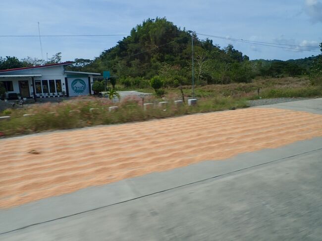 トウモロコシの粒を道端で乾かしていました。