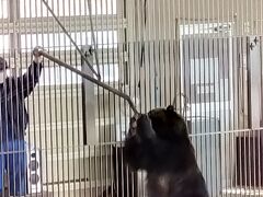 のぼりべつクマ牧場