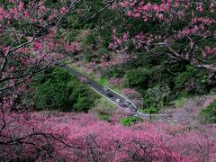 車は多いが、渋滞とまではいかず、八重岳に到着。
桜は山頂で八分咲き。綺麗に咲いていました。けど強風で意外と寒い。
マフラー巻いてちょうどよい。
