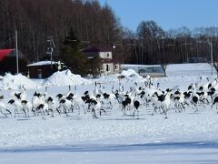 ここも、タンチョウ保護の重要な拠点で、朝9時と共に、1-2時にも給餌を行うことがある。その日は給餌があると確認していた。行ってみると、沢山のタンチョウが群れている。

釧路駅から鶴見台までは阿寒バスの便もある。ほぼ2時間に1回の便で、上手く利用するには工夫がいるだろう。

この日、鶴居村の最高気温はマイナス4°。しかし、早朝の極低温を経験していると、寒く感じないから不思議だ。