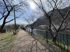 河津桜祭りは始まりましたが、やはりまだまだのようです。