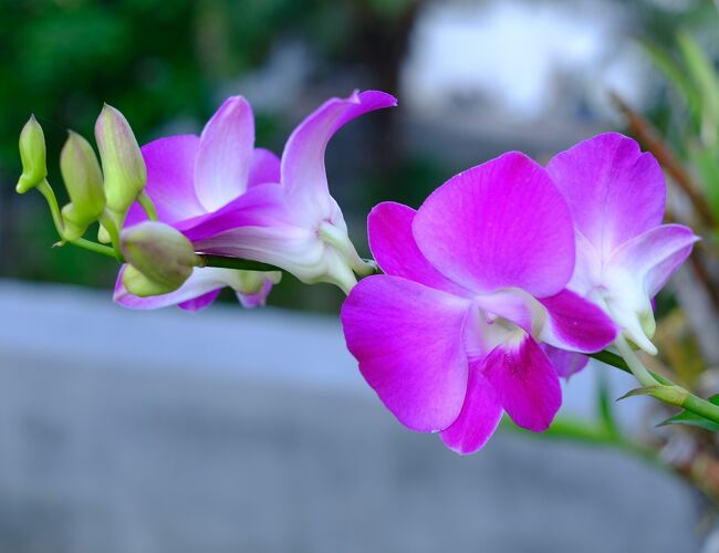 ２月8日(水) 9:04　プールサイドの蘭の花