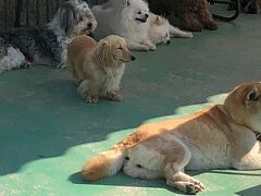 宿をチェックアウト後、長野県から高速道路で移動して、岡崎のわんわん動物園へ。
GWで混んでたので、ふれあいコーナーの外は長蛇の列でしたが、並んで参加しました。