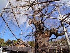 しだれ桜(天然記念物)