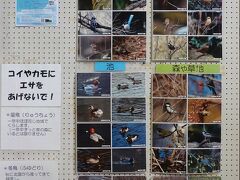 野鳥部会＜泉の森自然観察センター　自然観察センター しらかしのいえ