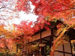 続いて常寂光寺へ。
当初行く予定になかったけど、次の場所に行く途中にあってどうしようか迷った末入場しました。