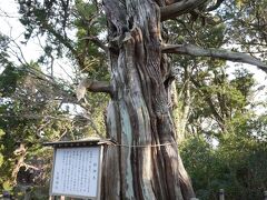 大瀬崎のビャクシン樹林