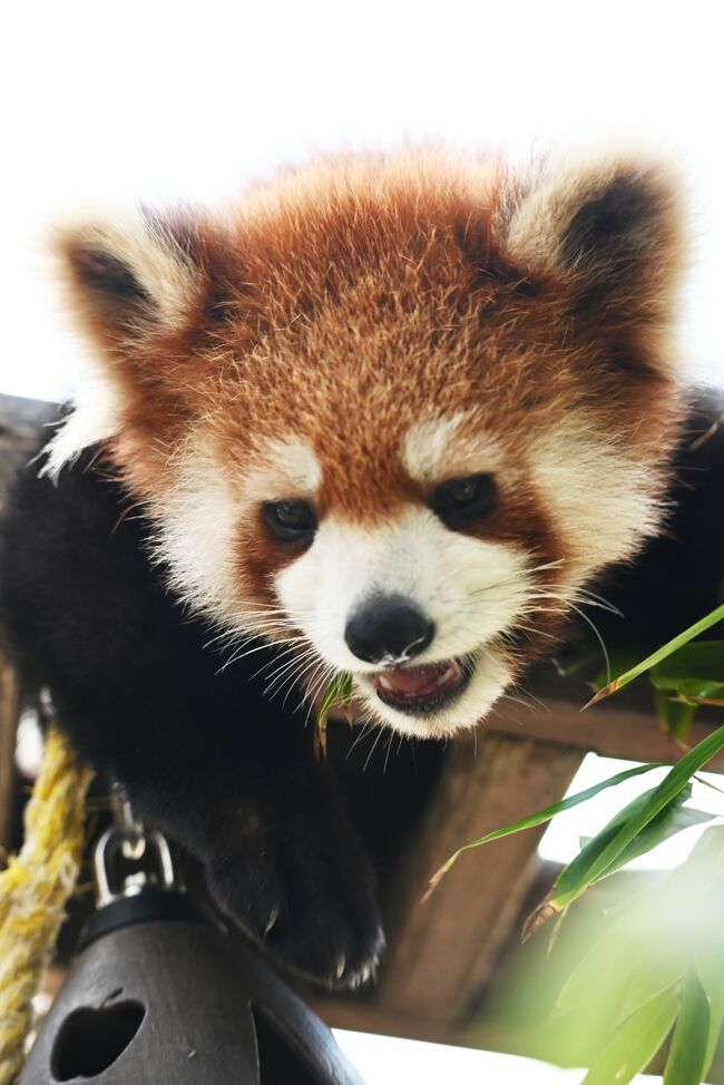 周南市徳山動物園　レッサーパンダ　キーホルダー　山口県　刺繍　zoo　ルールー 周南市徳山動物園(公式) on X: 