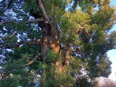 『上野東照宮』の拝観料は大人500円
御神木　大楠
幹周囲約8ｍ
高さ25ｍ
樹齢約600年
