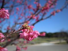 その後は、寒緋桜が見頃というので今帰仁城へ

平日にもかかわらず、人出が多くて駐車場で20分くらい待ったかな