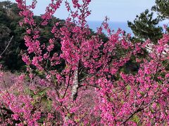 名護の桜