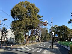 東海道を大磯駅方面に歩いてみることにしました。
しばらく歩くと松並木が見えてきました。