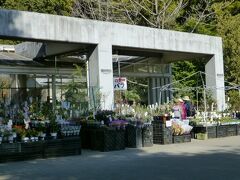 山野草園を過ぎると、植物を扱う売店がありました。
店員さんにいろいろ質問するととても丁寧にわかりやすく教えてくださいました。
そこで、密かにほしかった「沈丁花」の苗を購入しました。
わからないことがあったら、またここに来て教えてもらおうと思いました。