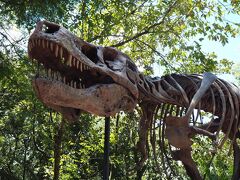 「ダイナソー」。恐竜のいる紀元前へタイムスリップ！アトラクション自体はディズニーシーのインディジョーンズにそっくり。ただ初めて乗るダークライドは何が来るかドキドキします(>_< )