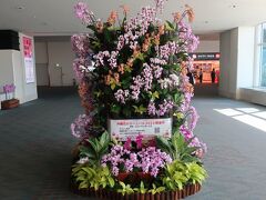ANA側の那覇空港出口に向かう場所には、奇麗な蘭の花が飾られていました