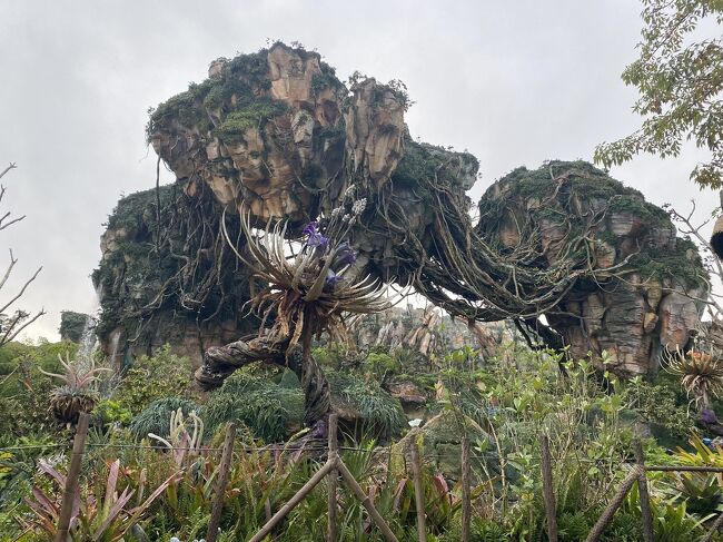 2023家族deフロリダディズニー②アニマルキングダムでアバターの 2023家族deフロリダディズニー②アニマルキングダムでアバターの