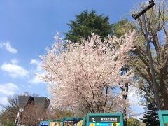 東京文化会館を出て、上野公園の奥へ向かいました。
公園の中央付近まで行くと、開けた広場のような場所があります。
西方向には上野動物園の表門があり、交番近くにある桜の樹が満開になっていました。
