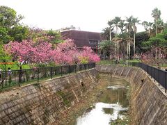 与儀公園に到着です
園内を流れるガープ川の両岸に寒緋桜が咲いています