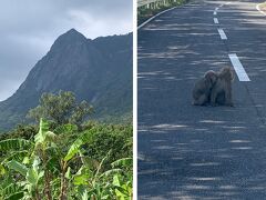 レンタカーでひとまず湯泊方面へ。
右は急こう配の高山、左はすぐ海の景色が新鮮です。
見える木や花も自分が住んでる地域でそこらへんでは見れないものばかり。

湯泊の近くまで来て、まだまだ時間がありそうだったので大川の滝まで行ってみることにしました。

西部林道は世界自然遺産地域に含まれる地域で17時で門が締まり、夜間は通行止めになるようです。
南国の自然が手つかずで残る林道をドライブ。
少しドキドキ。


道中の屋久ザル、道の真ん中でイチャイチャ。
ひかれないか心配です。