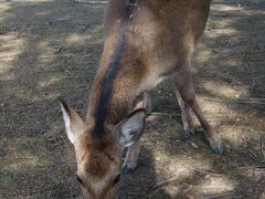 「せんべいくれたら写真撮ってもいいよ」