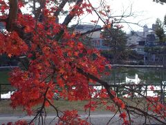 せんべいなしで遊んでもらうのはなかなか大変でした。猿沢の池。