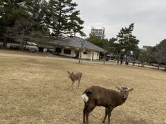 野生の鹿がたくさん。
鹿せんべいはひと束200円でした。