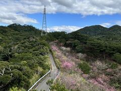 駐車場に着くと無料送迎バスでの移動の為の長蛇の行列。
しかもバス中々来ないし・・・
今思うとその時点で離脱すれば良かったのですが、ここまで来た以上後戻りは出来ない雰囲気に（笑）
1時間以上待ってバスに乗り名護城公園まで来たのはいいけど、どこがメインかわからずウロウロ