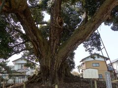 亀城公園二ノ丸跡に立っている、樹齢約500年の亀城のシイの木。