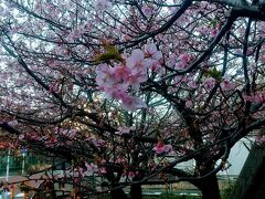 こちらでは、2月5日～3月5日まで三浦海岸桜まつりが行われているそうです。少し早いようですが、きれいに咲いています！