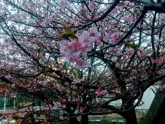 三浦海岸桜まつり