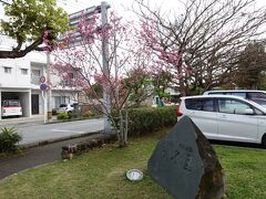 識名園前のバス停で降りて、識名園の入り口に着いたら、寒緋桜が咲いていました。