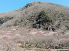 9時前に旅館を出発し、9時過ぎには湯河原梅林に着いたのに、もう第1駐車場は埋まって第2になりました。が、第2は第1のすぐ近くなので問題なし。