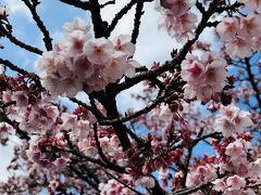 2週間前の熱海旅行では咲き始めだった熱海桜見学で立ち寄り。
うん、だいぶ開花していてきれい！