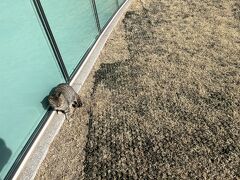 あと猫ちゃんもいるよ

名前はミウちゃん

お前…なんでこんなところに住み着いてしまったんだ…