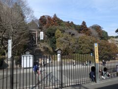 偕楽園駅に到着。そういえば偕楽園駅に停車する列車に乗ったのは初めてかも。

偕楽園駅は臨時の駅で梅まつりの期間中だけ営業しているそうだ。窓から見える偕楽園の木々はまだまだ冬の装いだが、わずかに梅が咲いている枝も見ることができた。