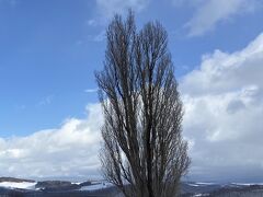 ケンとメリーの木
天気が良くなってきた～～
