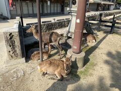 宮島の鹿は大人しい