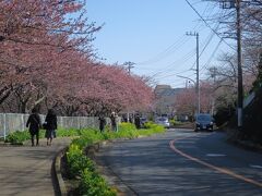 桜の足元に菜の花の咲く所まで来ました！
桜の見頃には早かったため、土曜日にもかかわらず、人出は少ない。
ストレスなく歩けるのは嬉しいものの…。