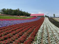 四季彩の丘、直線状に植えられたカラフルな花