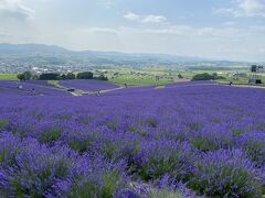 丘から見下ろす一面のムラサキの絨毯。今年はいいときに来たな。