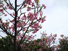 ホテル近くで見かけた桜
満開をやや過ぎた状況だ。