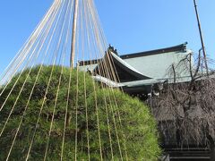 池上梅園から反時計回りに池上本門寺周辺の日蓮宗寺院を巡りました。まず實相寺に来ました。1550年に馬喰町に建立され、1923年に日等聖人が隠棲した妙玄庵と合併して現在地に移りました。境内に寺が設置した説明板がいくつかあります。雪吊りしてある松は天目松です。樹齢推定80年の古木です。関東ではなかなか見られない枝垂れ赤松です。成長が遅く、この樹形になるのは珍しいと説明板に書かれていました。
