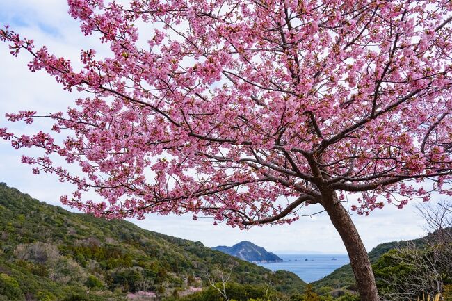 スーパーセール タイムセール 時間 四浦半島の河津桜 2023』臼杵・津久見(大分県)の旅行記・ブログ その他
