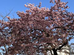  播磨坂に1本だけある河津桜。