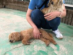 蒲郡から岡崎に移動して、わんわん動物園へ。
平日で少し天気も悪かったので、GWの時とは打って変わってガラガラでした。
おかげでワンコたちとたくさん触れ合うことができて、とても癒されました！
